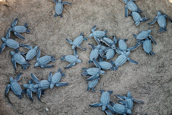 Comment planifier un camping pour observer les migrations de tortues marines?